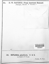 Diplodia glandicola image